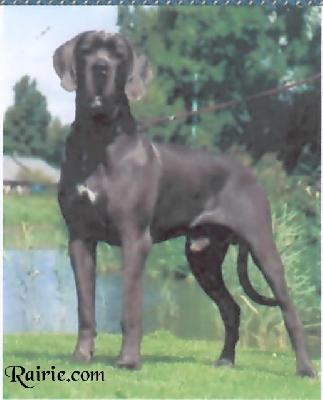 Blue Balou V. Tbuitengebeuren