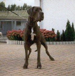 Yordache V. Tbuitengebeuren