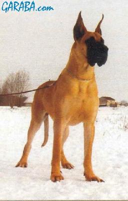 Ch Filipinka Ungaro