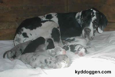 Zarina Von Schlesien