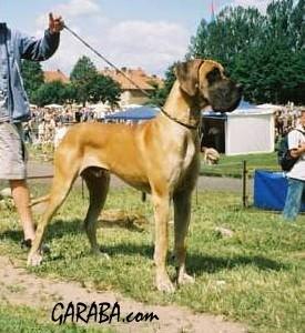 Pan Bacyli Z Kuzni Napoleonskiej