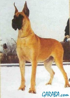 Ch Filadelfia Ungaro