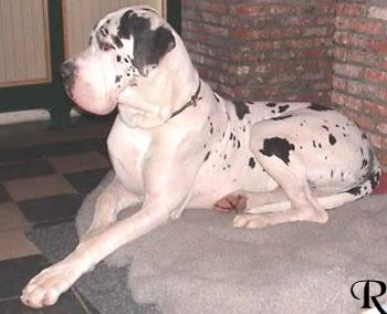 Zidane Del Sangue Blue