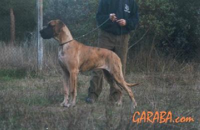 Shalimar Von Haus Tifenbach