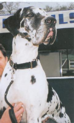 S�ndor Fred Vom Gravital