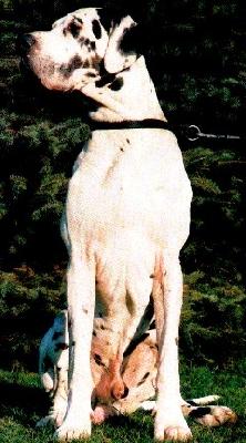 Fidelius Canis Canum