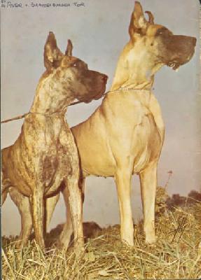 Ch Astor Von Brandenburger Tor