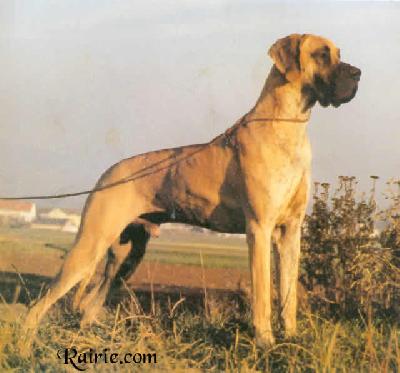 Ch Simba Von Der Esplanade