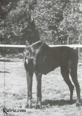 Edda Von Der Eremitage