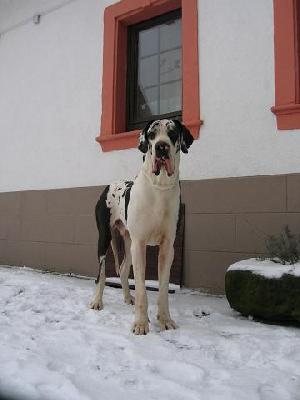 Alexeij Von Schlesien