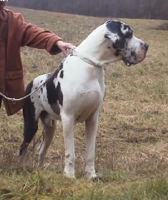 Alexeij Von Schlesien