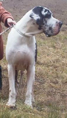 Alexeij Von Schlesien