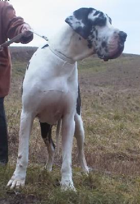 Alexeij Von Schlesien