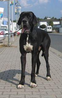 Araban Von Schlesien