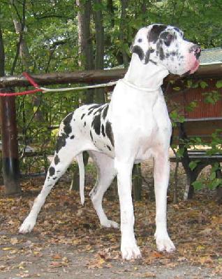 Anouschka Von Schlesien