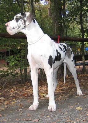 Anouschka Von Schlesien