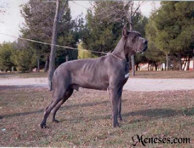 Ch Sandokan De Meneses