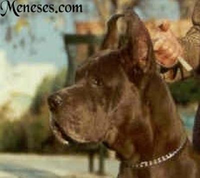 Ch Swelen De Meneses