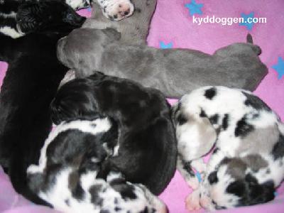 Collum Vom Spandauer Wappen