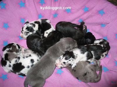 Conan Vom Spandauer Wappen