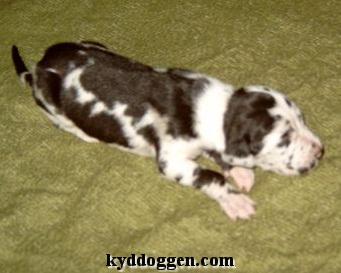 Czolan Vom Spandauer Wappen