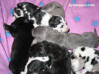 Czolan Vom Spandauer Wappen