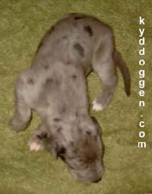 Cherokee Vom Spandauer Wappen