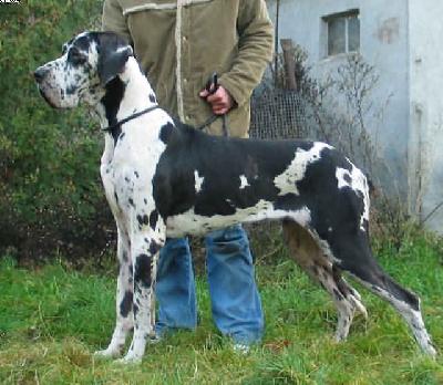 Comtessa Vom Spandauer Wappen