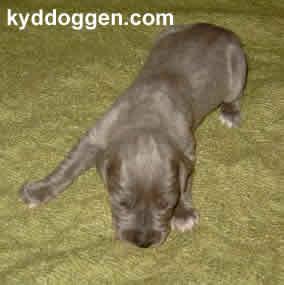 Celline Vom Spandauer Wappen