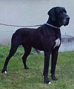 Zampano Vom Dunner Land