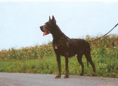 Bianca Von Drawehner Wald