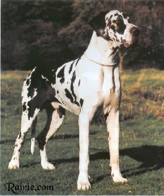 Joker Vom Niedernhof