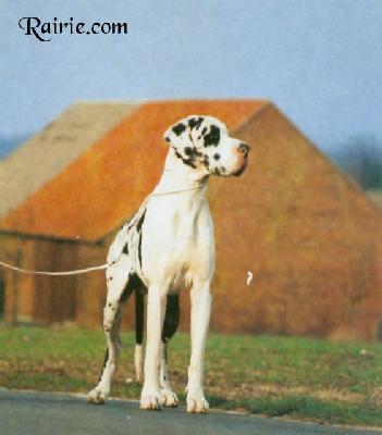 Flint Vom Niedernhof