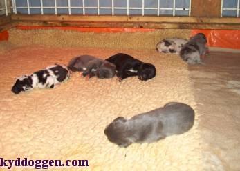 Elfe Vom M�rchenland