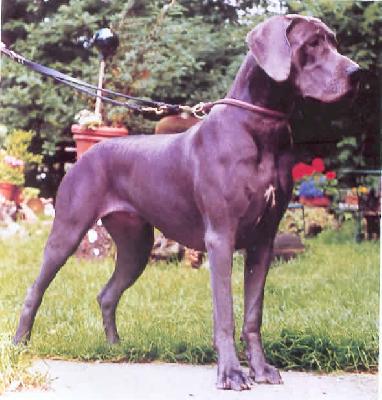 Genesis Von Der Burg Diana