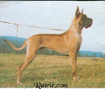 Ch Harpagon Z Kuzni Napoleonskiej