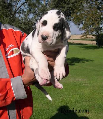 Uguette Des Terres De La Rairie