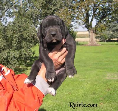 Ulouw Des Terres De La Rairie