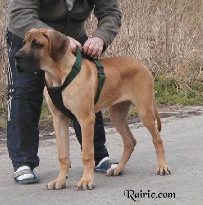 Undieu Des Terres De La Rairie