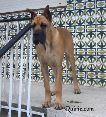 Undines Des Terres De La Rairie