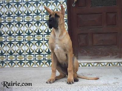 Undines Des Terres De La Rairie