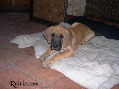 Undines Des Terres De La Rairie