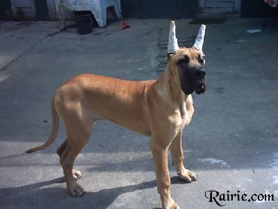 Undines Des Terres De La Rairie