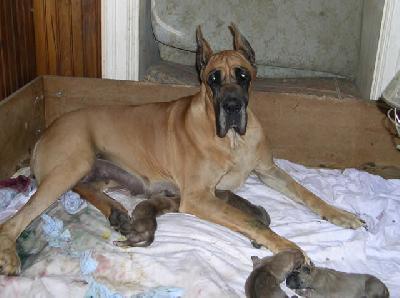 Utsing Des Terres De La Rairie