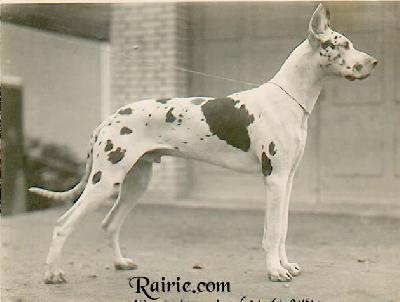 Ch Ajax Von Cecekhausen