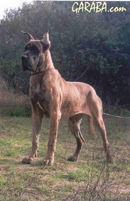 Ch Tequila De Garaba