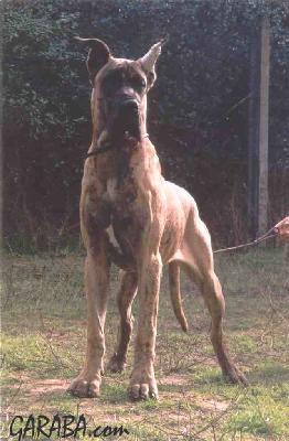 Ch Tequila De Garaba