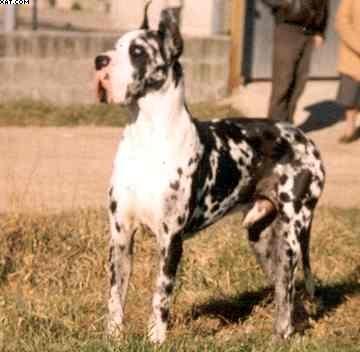 Everlasting De Can Duran