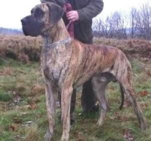 Carvajal Von Den Raubrittern