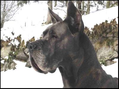 Ch Saphyr De L�orangerie Des Perles Rares